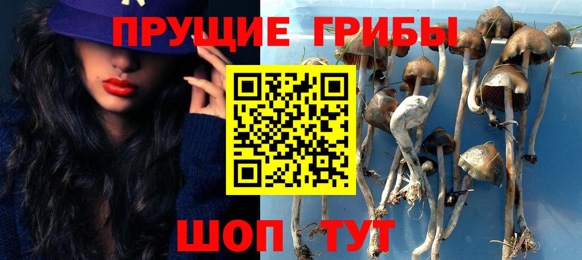 Галлюциногенные грибы Psilocybine cubensis Ярцево